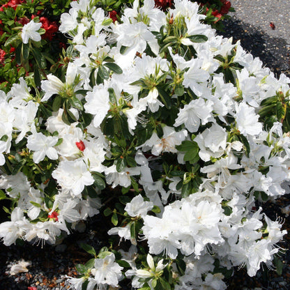 Rhododendron 'Delaware Valley White'  - Delaware Valley White Azalea