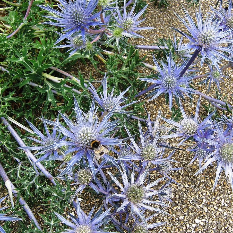 Eryngium planum 'Blue Hobbit'  - Blue Hobbit Sea Holly