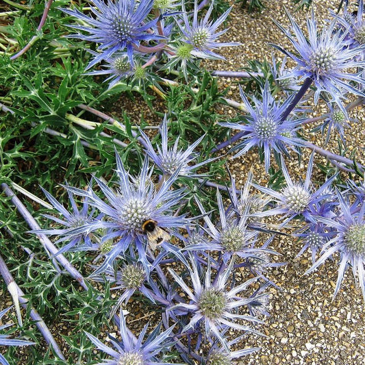 Eryngium planum 'Blue Hobbit'  - Blue Hobbit Sea Holly