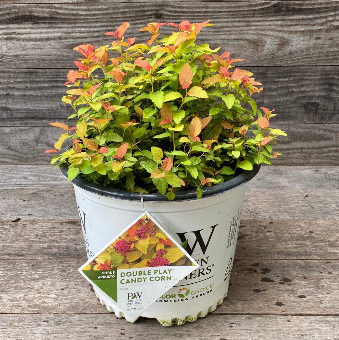 Spiraea japonica 'NCSX1'  - Double Play® Candy Corn® Spirea