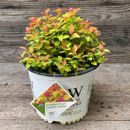 Spiraea japonica 'NCSX1'  - Double Play® Candy Corn® Spirea