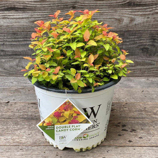 Spiraea japonica 'NCSX1'  - Double Play® Candy Corn® Spirea