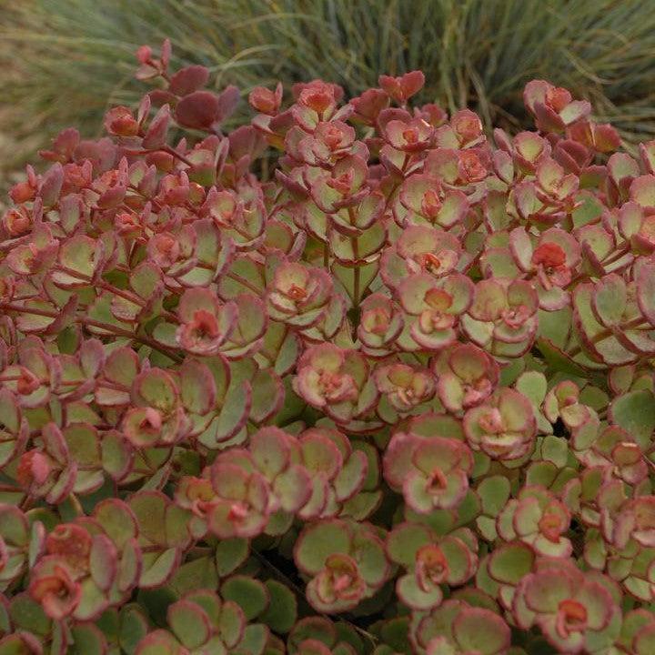 Sedum sieboldii  - October Daphne Stonecrop