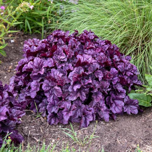 Heuchera 'Wildberry'  - Dolce® Wildberry Heuchera