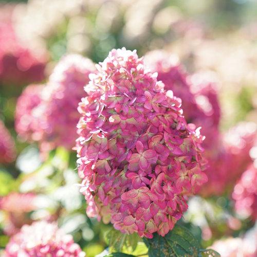 Hydrangea paniculata 'SMNHPPH'  - Proven Winners® Limelight Prime® Hydrangea
