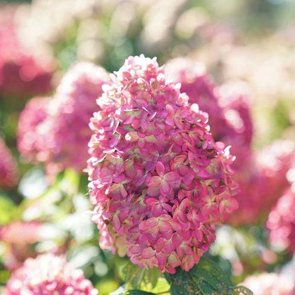 Hydrangea paniculata 'SMNHPPH'  - Proven Winners® Limelight Prime® Hydrangea