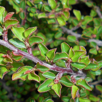 Cotoneaster adpressus 'Little Gem'  - Tom Thumb Cottoneaster