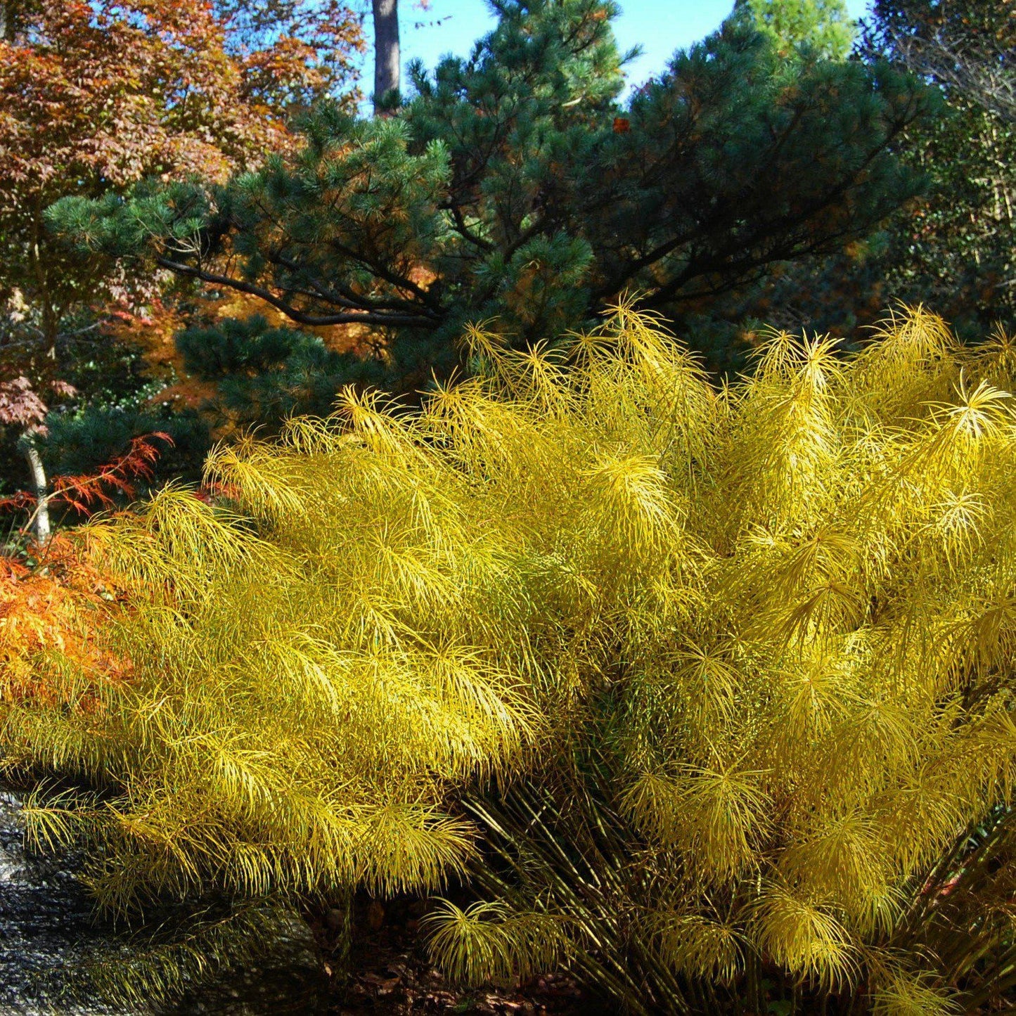 Amsonia hubrichtii  - Threadleaf Blue Star, Arkansas Blue Star
