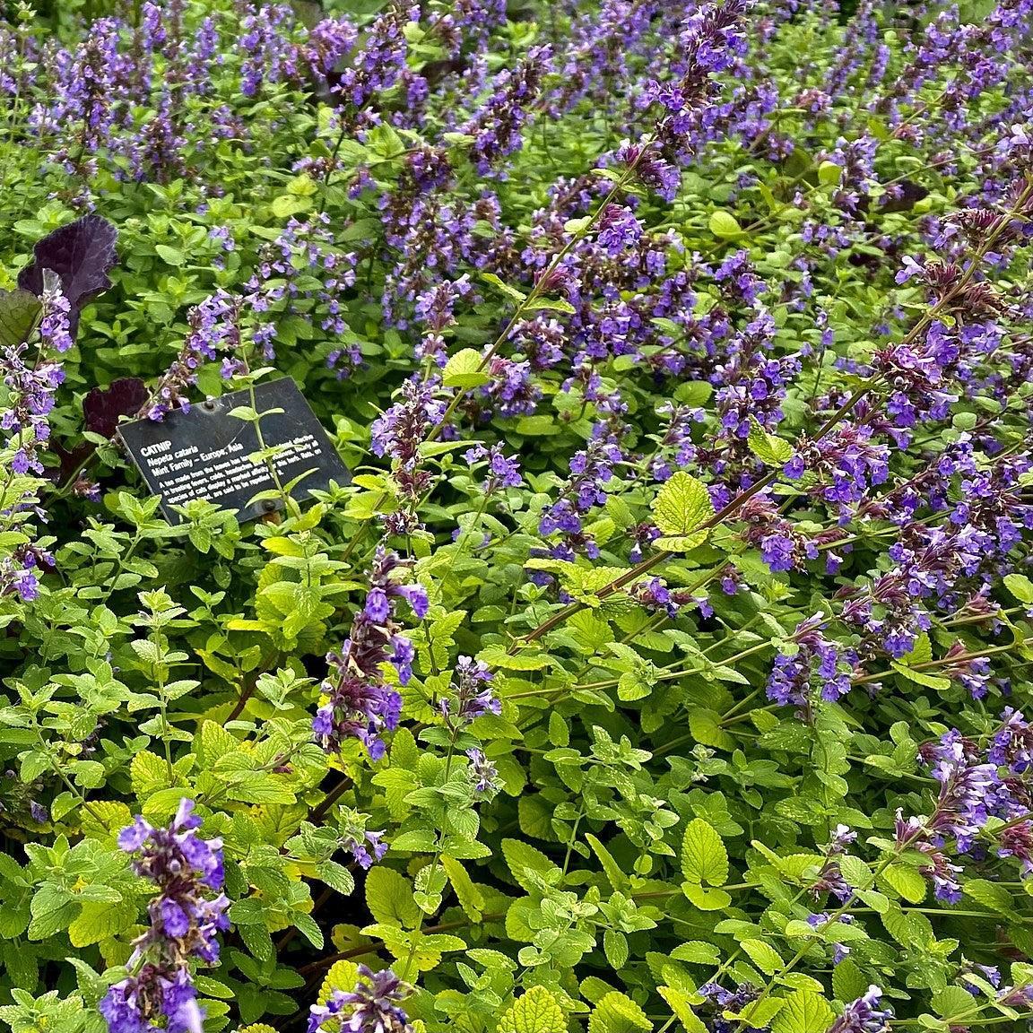 Nepeta cataria  - Catnip