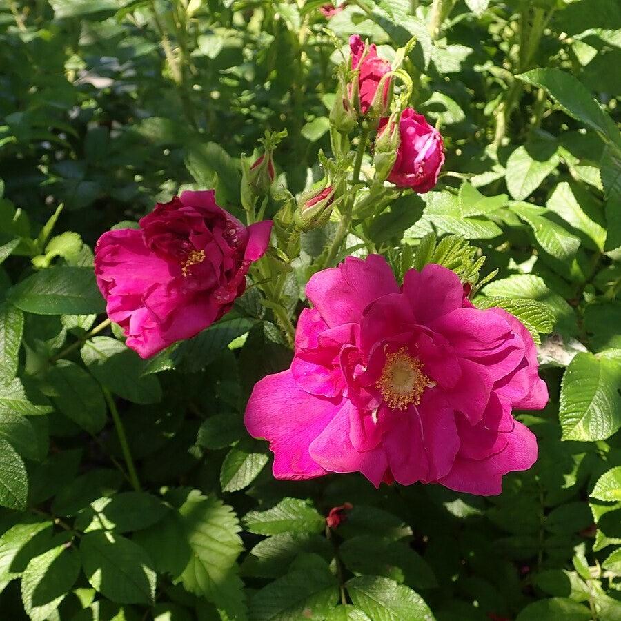 Rosa rugosa 'Purple Pavement'  - Purple Pavement Rugosa Rose