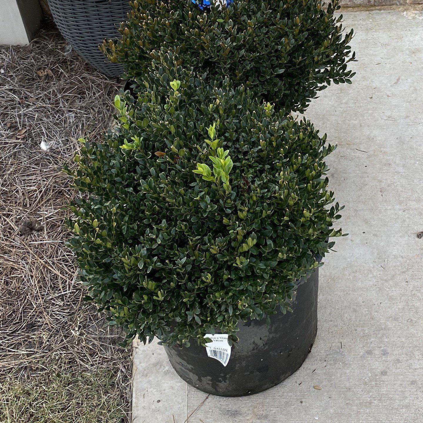 Buxus 'Green Velvet'  - Green Velvet Boxwood