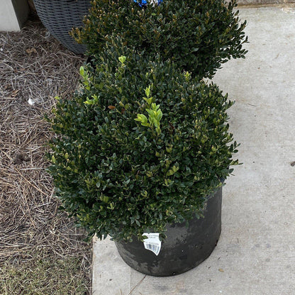 Buxus 'Green Velvet'  - Green Velvet Boxwood