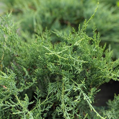 Juniperus virginiana 'Grey Owl'  - Grey Owl Juniper