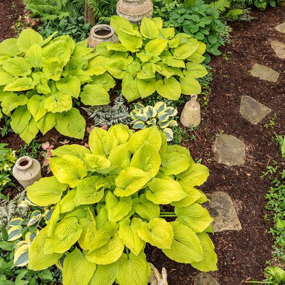 Hosta 'Coast To Coast' PP26,469  - PW® Shadowland® Coast To Coast Hosta