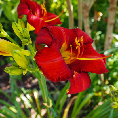 Hemerocallis 'Chicago Apache'  - Chicago Apache Daylily
