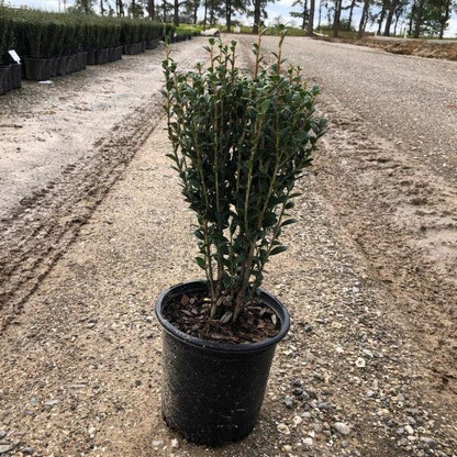 Ilex crenata 'Sky Pencil'  - Sky Pencil Japanese Holly