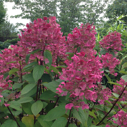 Hydrangea paniculata 'SMHPFL' PP25,135  - Fire Light® Hardy Hydrangea