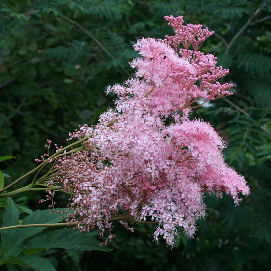 Filipendula rubra 'Venusta'  - Venusta Queen of the Prairie