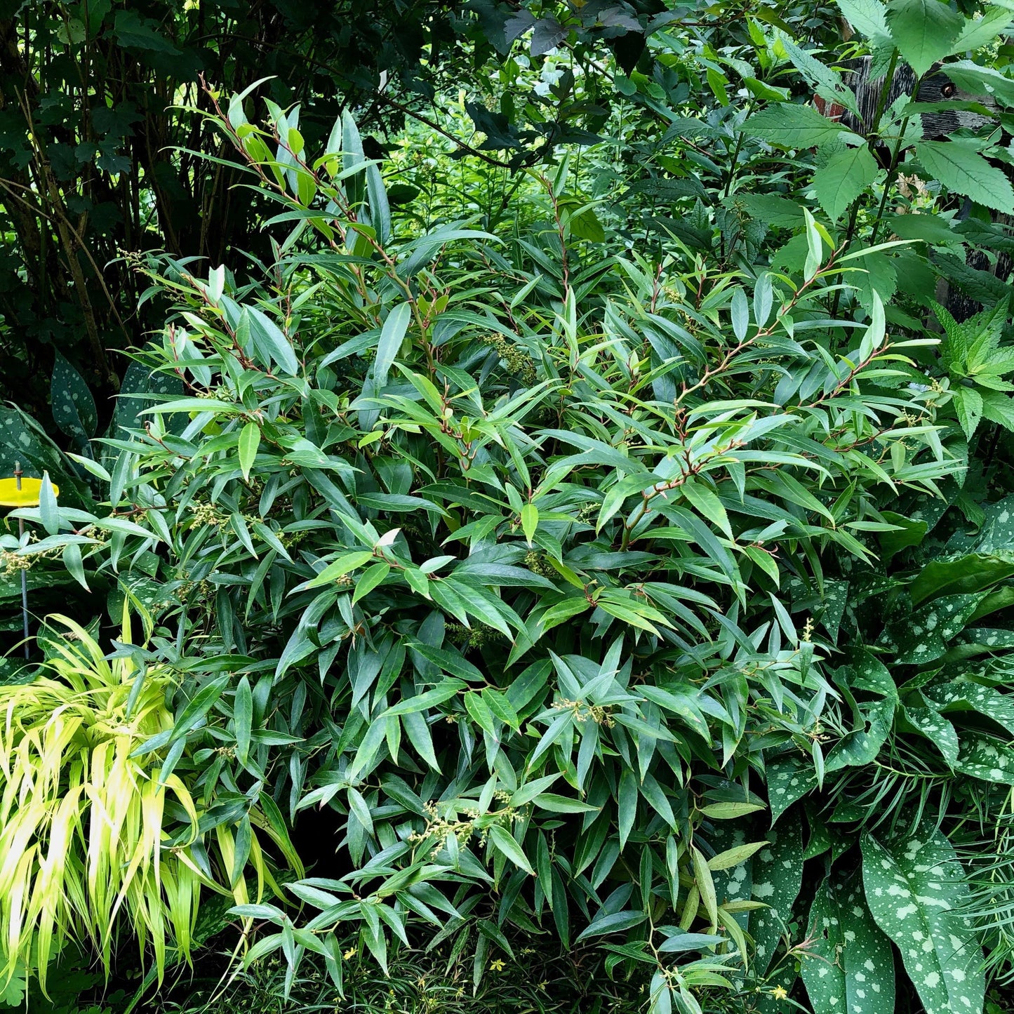 Leucothoe fontanesiana 'ReJoyce'  - ReJoyce Leucothoe