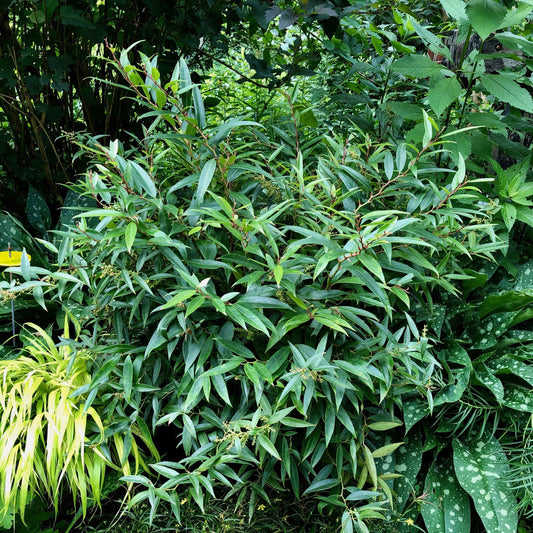 Leucothoe fontanesiana 'ReJoyce'  - ReJoyce Leucothoe