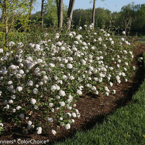 Viburnum carlesii 'SMVCB'  - Spice Baby™ Koreanspice Viburnum