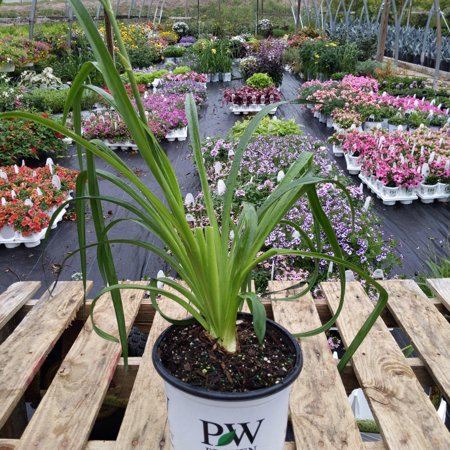 Hemerocallis 'Lake of Fire'  - Rainbow Rhythm® Lake of Fire Daylily