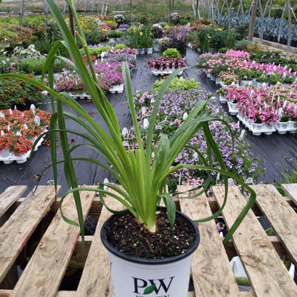 Hemerocallis 'Lake of Fire'  - Rainbow Rhythm® Lake of Fire Daylily