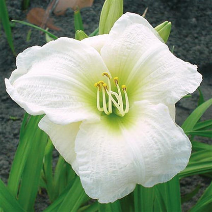 Hemerocallis 'Gentle Shepherd'  - Gentle Shepherd Daylily