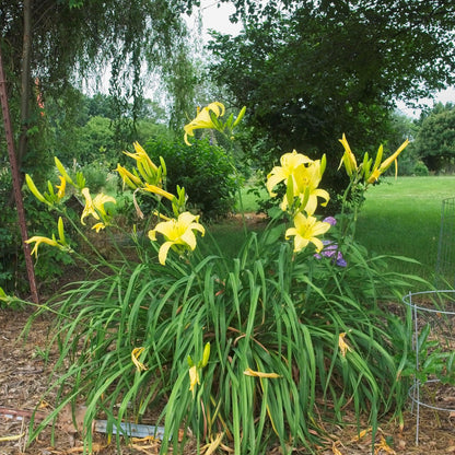 Hemerocallis 'Hyperion'  - Hyperion Daylily