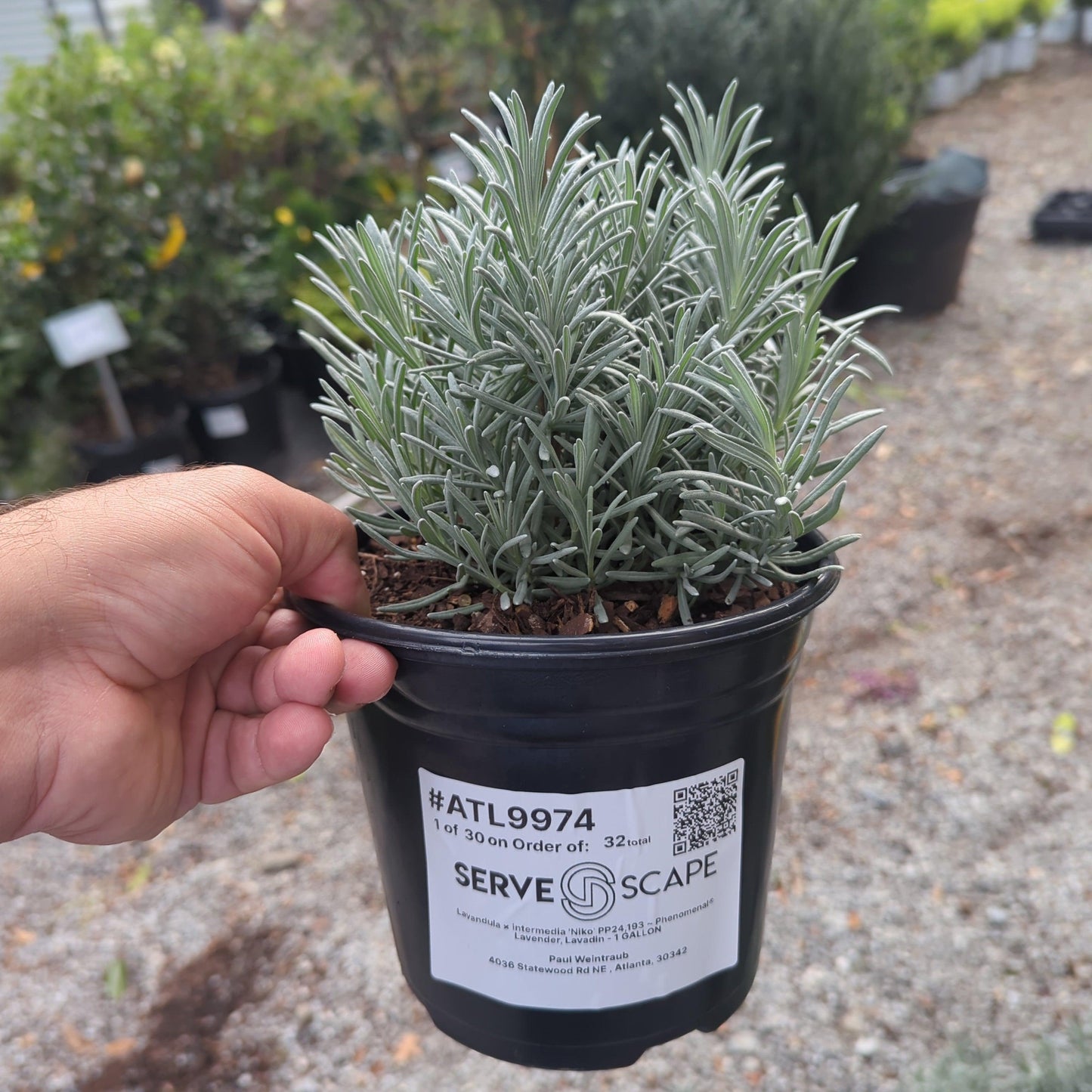 Lavandula × intermedia 'Niko' PP24,193  - Phenomenal® Lavender, Lavadin