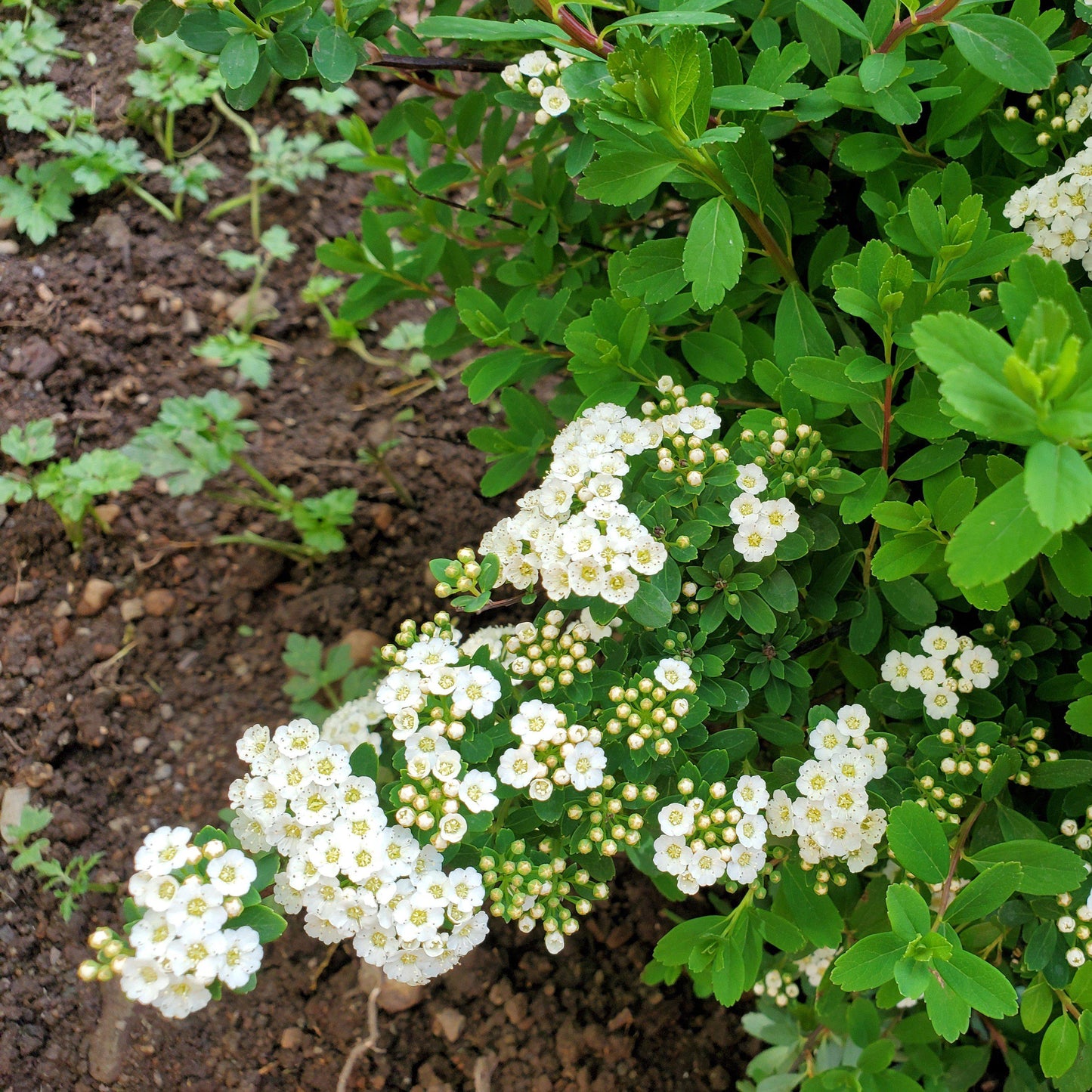 Spiraea nipponica 'Snowmound'  - Snowmound Spirea