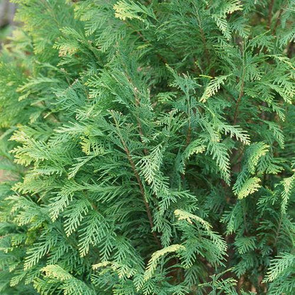 Chamaecyparis lawsoniana ‘SMNCLGTB’  - Pinpoint® Blue & Gold False Cypress
