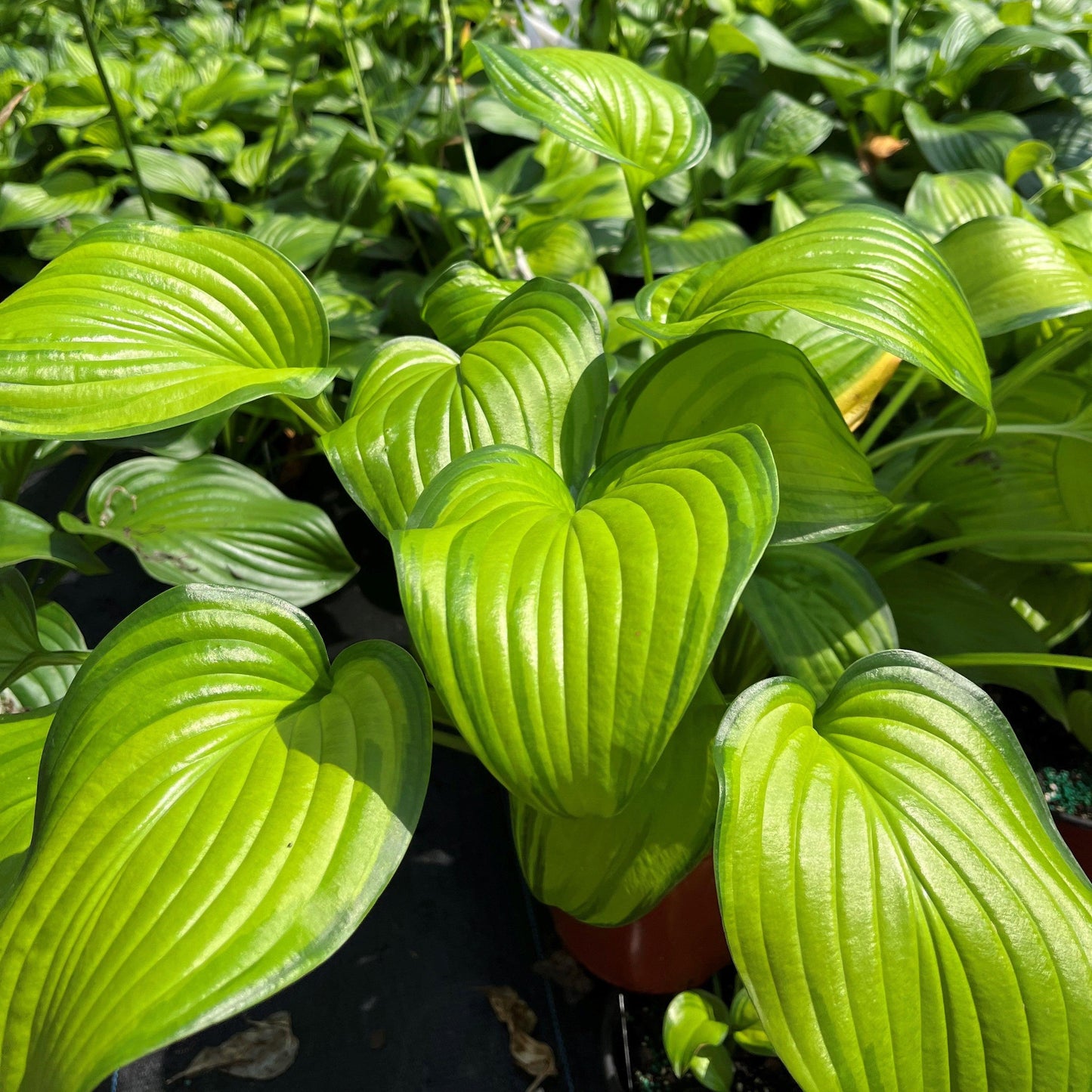 Hosta 'Guacamole'  - Guacamole Hosta