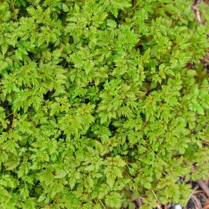 Aruncus 'Chantilly Lace'  - Chantilly Lace Goat's Beard
