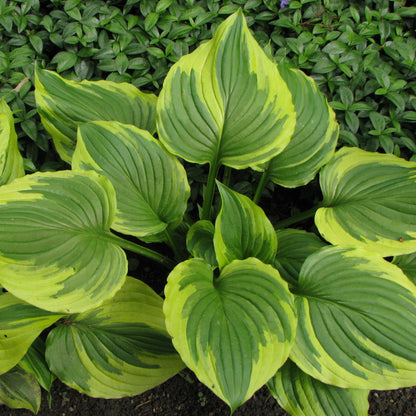 Hosta f. 'Aureomarginata'  - Aureomarginata Hosta