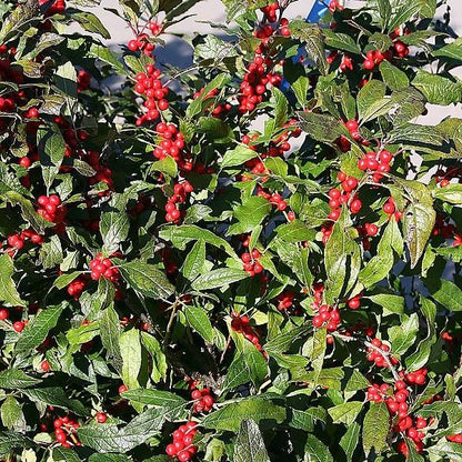 Ilex verticillata 'Winter Red'  - Winter Red Winterberry