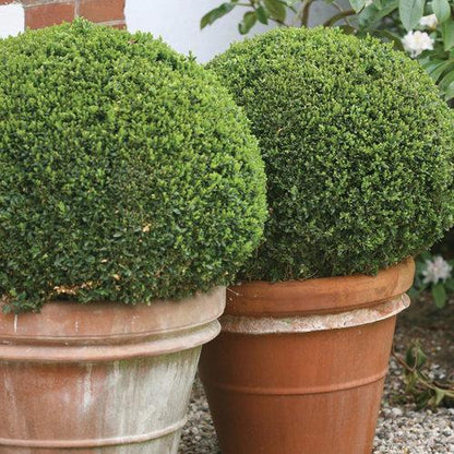 Buxus microphylla 'Bulthouse'  - Sprinter® Boxwood