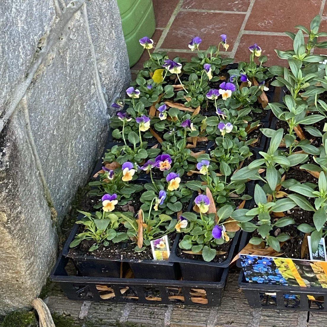 Viola cornuta 'Penny Peach Jump-Up'  - Penny™ Peach Jump-Up Viola