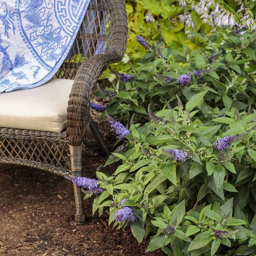 Buddleia davidii 'SMNBDBT' PP#28,794  - Pugster Blue® Dwarf Butterfly Bush