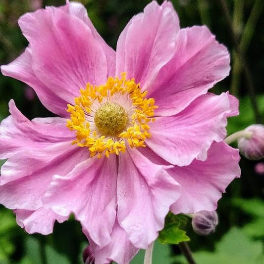 Anemone hupehensis 'Pocahontas'  - Fantasy™ Pocahontas Anemone