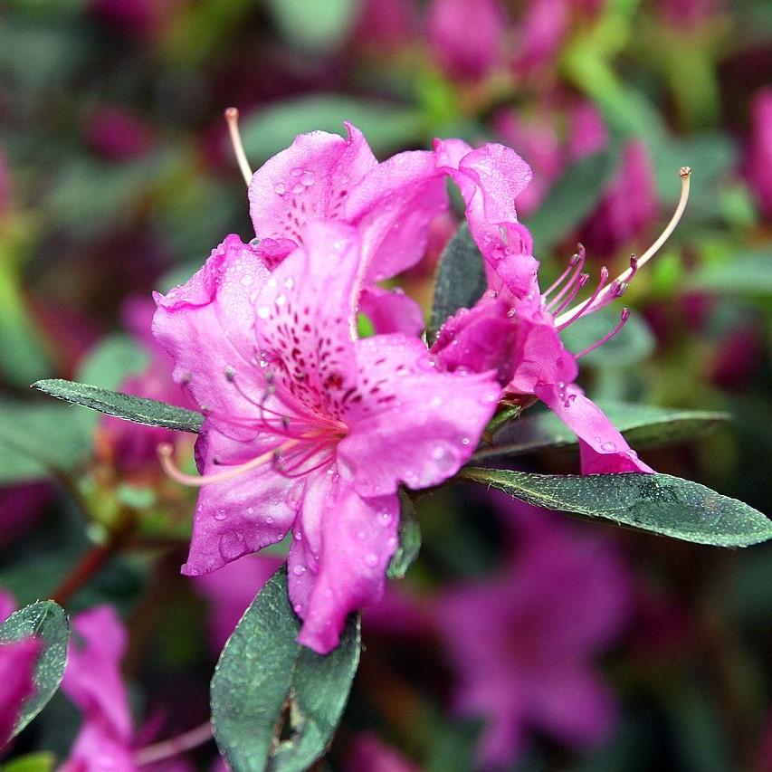 Rhododendron 'Karen'  - Karen Azalea