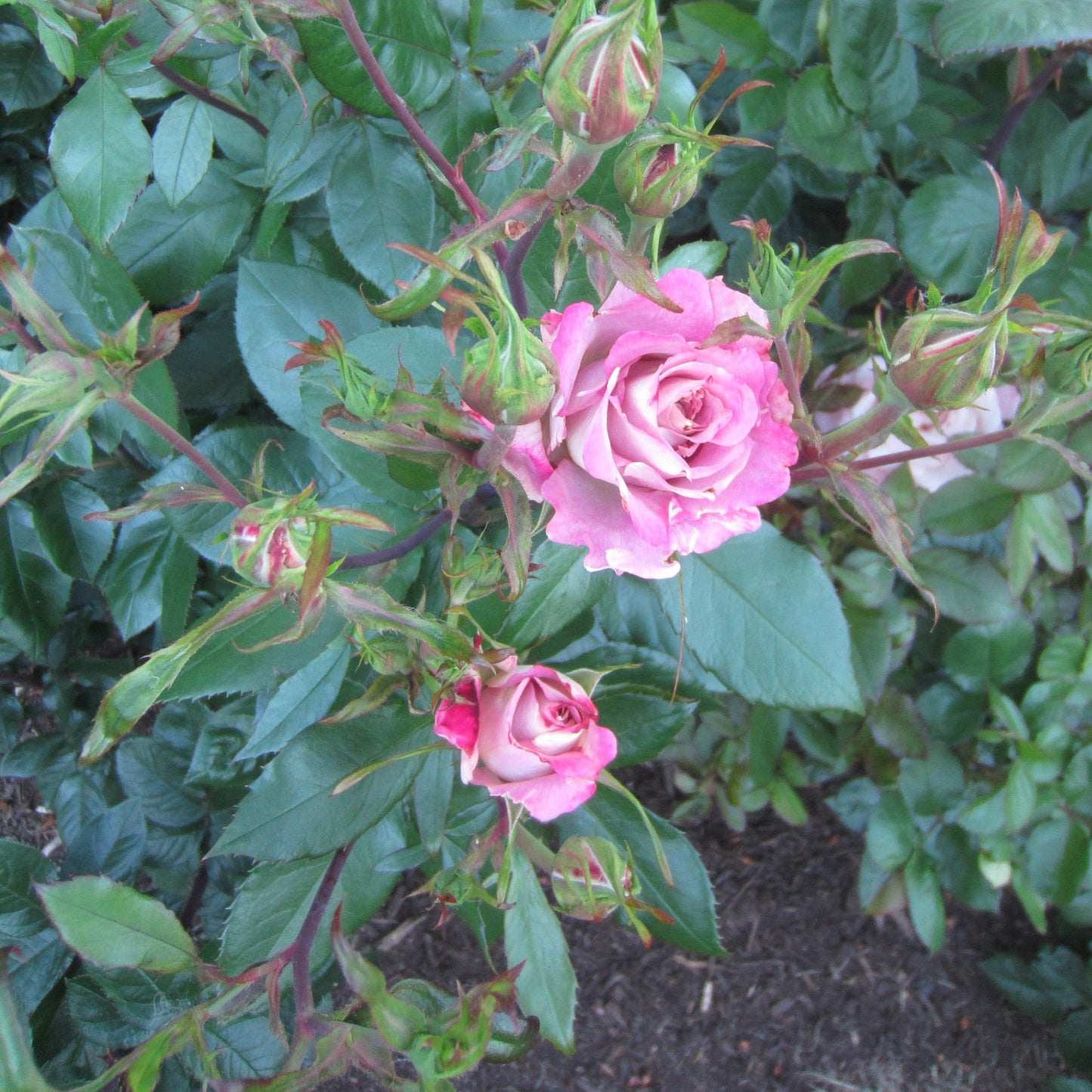 Rosa 'Meivanae'  - Pinkerbelle™ Rose