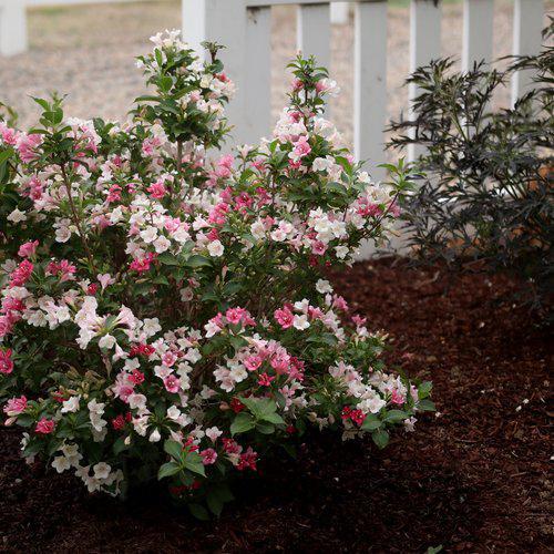 Weigela florida 'VUKOZGemini'  - Czechmark Trilogy® Weigela