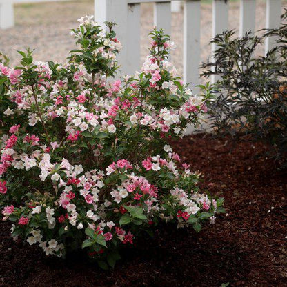 Weigela florida 'VUKOZGemini'  - Czechmark Trilogy® Weigela