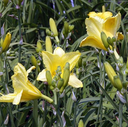 Hemerocallis 'Happy Returns'  - Happy Returns Daylily