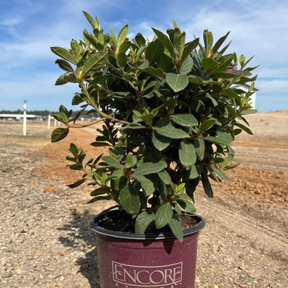 Rhododendron 'Conlec'  - Encore® Autumn Royalty™ Azalea
