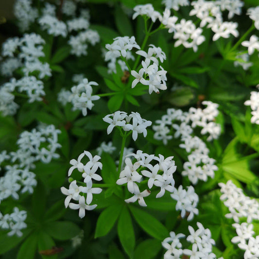 Galium odoratum  - Sweet Woodruff