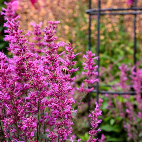 Agastache 'Royal Raspberry'  - Meant to Bee® Royal Raspberry Agastache