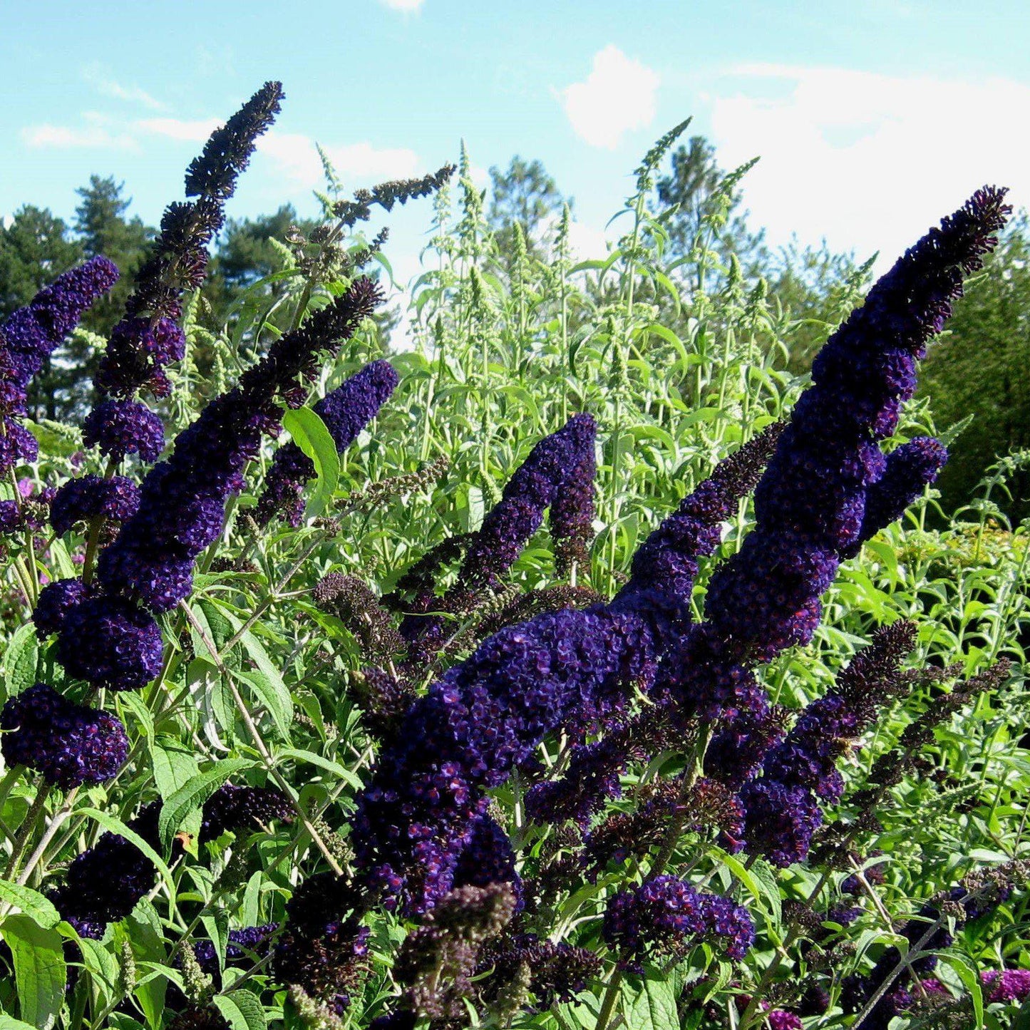 Buddleia 'Black Knight'  - Black Knight Butterfly Bush