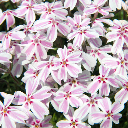 Phlox subulata 'Candy Stripes'  - Candy Stripes Creeping Phlox